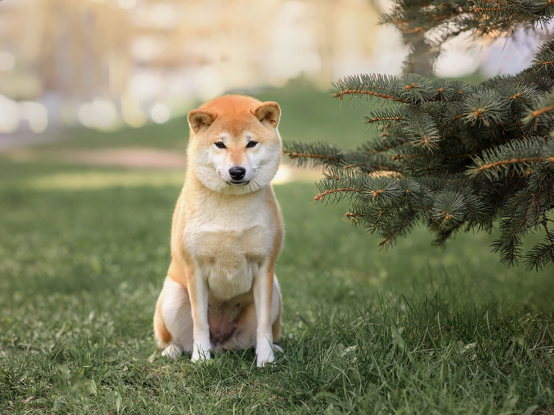 shiba inu cryptosite